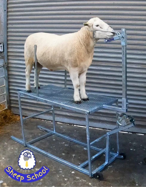 Sheep School Products