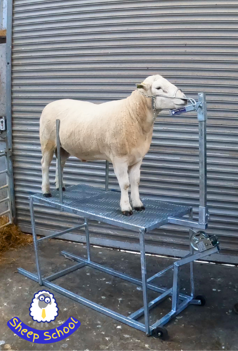 Sheep School Dressing Table WITHOUT Headstock